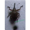 Anthonomus pinivorax Silfverberg, 1977 Kwieciak sosnowiec